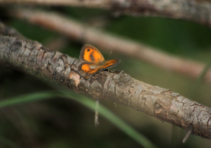 Conferma ID Pyronia Tytonus